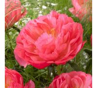 Yougarden Peony 'coral Sunset' Bare Root With 2/3 Buds
