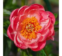 YouGarden Peony 'Coral Sunset' Bare Root x3