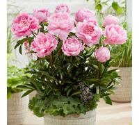 Yougarden Peony 'dinner Plate', 3 X Bare Root Plants, 2 To 3 Eyes, Giant 17Cm Blooms, Late Season