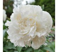 Yougarden Peony 'duchesse De Nemours', 3 X Bare Root Plants, Ready To Plant, Border Or Pot Fragrant Flowers