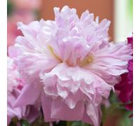 Yougarden Peony 'eden's Perfume', 3 X Bare Root Plants, 2 To 3 Eyes, Fragrant Double Flowers, Garden Ready
