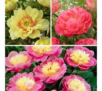 YouGarden Peony Hawaii Bare Root Collection