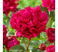 Yougarden Peony 'red Magic', 3 X Bare Root Plants, 2 To 3 Eyes, Crimson Double Flowers, Garden Ready