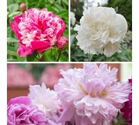 Yougarden Peony Ruffles Bare Root Collection, 3 X Peonies With Fragrant Summer Flowers, Great For Borders And Pots, Hardy Cottage