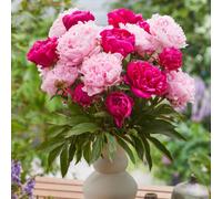 YouGarden Peony 'Sarah Bernhardt' Bare Root Collection