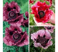 YouGarden Perfect Poppy Collection, Three Hardy Oriental Perennials, Plum Red Pink, Pollinator Friendly Garden Colour, Ready To Plant, 3 x 9cm Pots