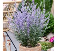 YouGarden - Perovskia ‘Prime Time’ Russian Sage Established Plant in 9cm Pot