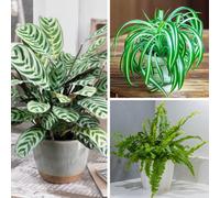 YouGarden Pet-Friendly Houseplant Collection, Set of Three Established Plants in 12cm Pots, Ready to Plant Boston Fern, Variegated Spider Plant and Fishbone Prayer Plant