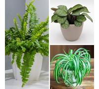 YouGarden Pet-Friendly Houseplant Collection, Set of Three Established Plants in 12cm Pots, Ready to Plant Boston Fern, Variegated Spider Plant and Fishbone Prayer Plant