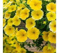 YouGarden Petunia Bees Knees plug x 12