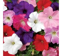 YouGarden - Petunia Easy Wave Ultimate Mix 12 Plug Plants Ready to Grow On Before Planting Out in Borders, Containers and Pots