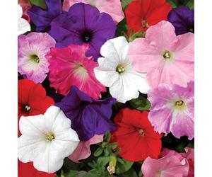 YouGarden - Petunia Easy Wave Ultimate Mix 12 Plug Plants Ready to Grow On Before Planting Out in Borders, Containers and Pots