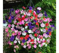 YouGarden Petunia 'Easy Wave Ultimate Mix' Garden Ready Plants x20