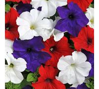 YouGarden Petunia 'Patriotic' Mix Plug Plants x 18
