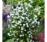 Yougarden Philadelphus 'pearls Of Perfume', 1 X 9Cm Pot, Repeat Flowering Shrub Mock Orange, Compact Plant, Double White Flowers,
