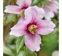 YouGarden Philadelphus 'Petite Perfume Pink' - Compact Fragrant Shrub, 9cm Potted Plant, Summer Blooms, Wildlife-Friendly, Ready To Plant