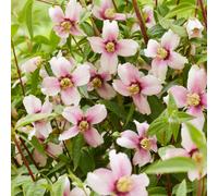 Yougarden Philadelphus 'petite Perfume Pink' - Compact Fragrant Shrubs, 3 X 9Cm Potted Plants, Summer Blooms, Wildlife-Friendly, R