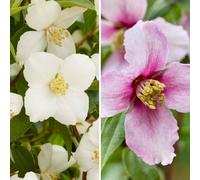 YouGarden Philadelphus Petite Perfume Pink & White Collection