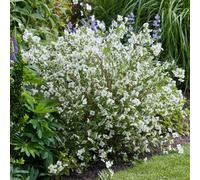 Yougarden Philadelphus 'petite Perfume White', 1 X 3L Pot, Mock Orange, Fragrant Hardy Shrub, Ready To Plant