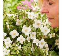 Yougarden Philadelphus 'petite Perfume White', 1 X 9Cm Pot, Mock Orange, Fragrant Hardy Shrub, Ready To Plant