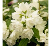 Yougarden Philadelphus Snowbelle In A 3L Pot