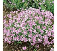 YouGarden Phlox 'Candy Stripe', Established Plant in 9cm Pot, Vibrant Bicolor Flowers, Garden Colour, Great For Pots