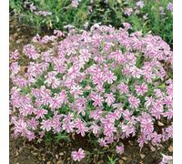 YouGarden Phlox 'Candy Stripe', Established Plant in 9cm Pot, Vibrant Bicolor Flowers, Garden Colour, Great For Pots