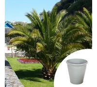 Yougarden Phoenix Canariensis Canary Island Date Palm, Established 60-80Cm Plant In 14Cm Pots, With A Green Olive 30Cm Planter