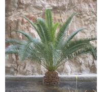 Yougarden Phoenix Canariensis Canary Island Date Palm Tree 1M Tall In A 19Cm Pot