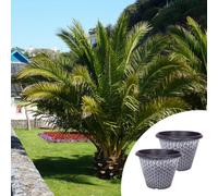 Yougarden Phoenix Canariensis Canary Island Date Palms, Pair Of Established, 60-80Cm Tall Evergreen Trees In 14Cm Pots, With Pair