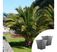 Yougarden Phoenix Canariensis Palm Trees, Pair Of Established Plants In 14Cm Pots, 60-80Cm Tall, With Two Infinity Black Brushed P
