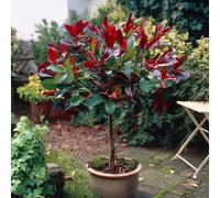 YouGarden Photinia 'Little Red Robin' Standard Tree (Approximately 70-80cm Incl. 3L Pot). Photinia Red Robin Tree in Pot Ready to Plant. Trees Outdoor
