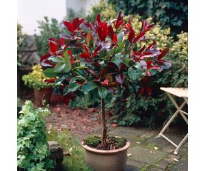 YouGarden Photinia 'Little Red Robin' Standard Tree (Approximately 70-80cm Incl. 3L Pot). Photinia Red Robin Tree in Pot Ready to Plant. Trees Outdoor