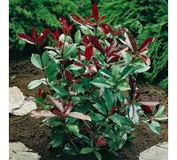 Yougarden Photinia 'red Robin' In A 2L Pot,