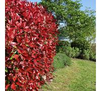 Yougarden Photinia 'red Robin' Shrub, Hedging Pack 12 Plants In 8Cm Pots