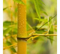 YouGarden Yellow Bamboo Plant 3L Pot - Wilko