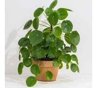 Yougarden Pilea Peperomioides 'chinese Money Plant' In A 12Cm Pot