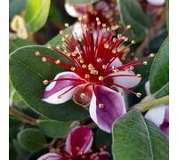 YouGarden Pineapple Guava 2L pot