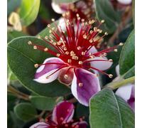 YouGarden Pineapple Guava, Acca Selloweana, Established Fruit Tree in 3 Litre Pot, Grow Your Own Edible Fruit, for Gardens or Patios, Hardy Feijoa Trees