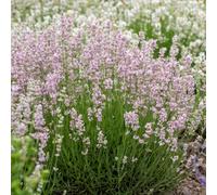 Yougarden Pink English Lavender, 'rosea', Fragrant Hardy Evergreen Shrub, Pollinator Friendly Patio Garden Colour, Ready To Plant