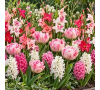 YouGarden Pink Flowering Garden Bulb Collection, 60 x Bulbs | Fragrant Hyacinths & Double Tulips, Dwarf Gladioli, Spring To Early Summer Colour, Cut Flowers, Borders & Pots