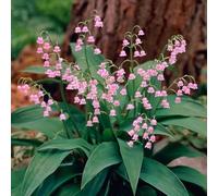 YouGarden Pink Lily Of The Valley, Three Established Plants in 9cm Pots