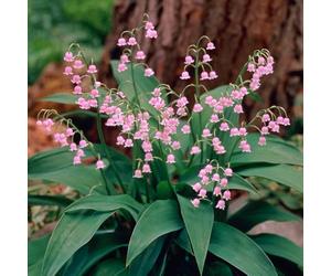 YouGarden Pink Lily Of The Valley, Three Established Plants in 9cm Pots