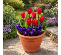 Yougarden Plant O Mat Tulip And Crocus Planting Kits
