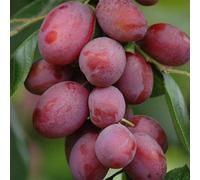 Yougarden Plum Little Vic Patio Fruit Tree In A 4L Pot
