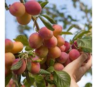 YouGarden Plum Little Vic Patio 4.5L potted 4.5 L Pot Green