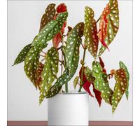 YouGarden Polka Dot Begonia in a 12cm pot