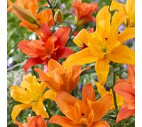 YouGarden Pollen Free Lily 'Butterfly Double' Collection x20 Bulbs