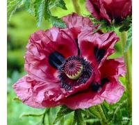 YouGarden Poppy Patty's Plum 9cm pots x3