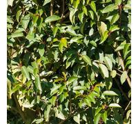 YouGarden, Portuguese Laurel Standard Tree Established Plant in 19cm Pot